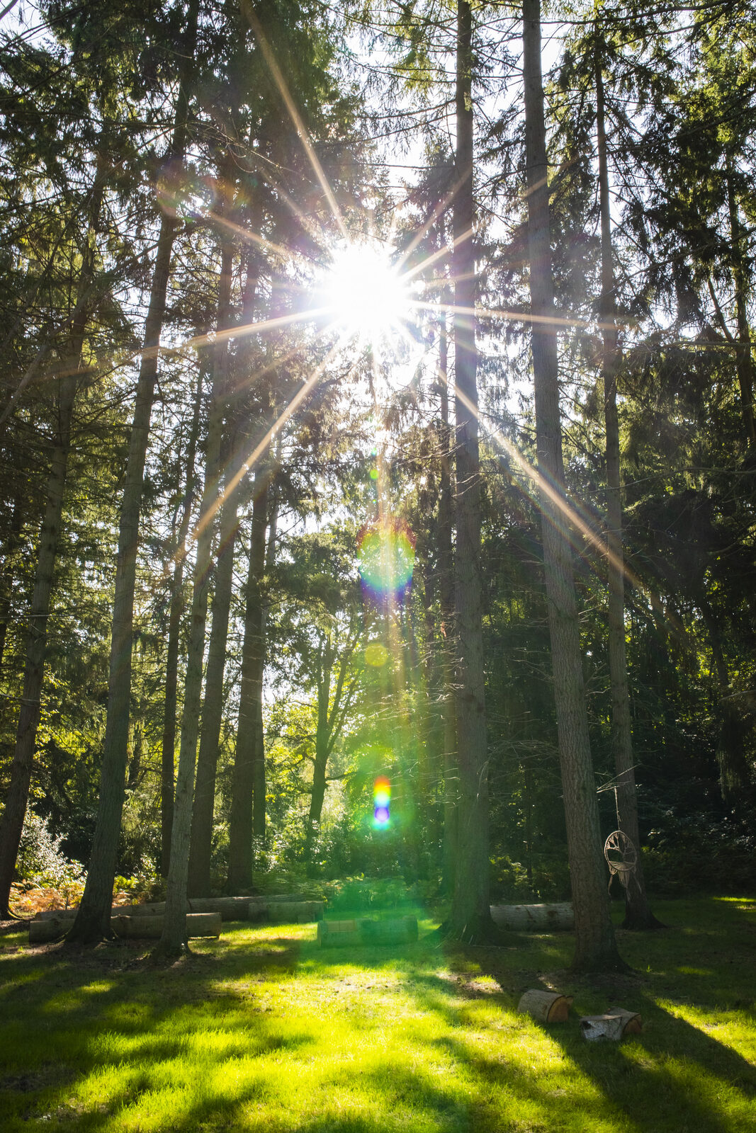 Sunbeams through tall woodland trees